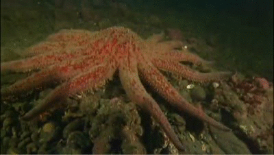 Resultado de imagen de starfish gifs