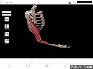 Learn@Visible Body - Elbow Flexion and Extension