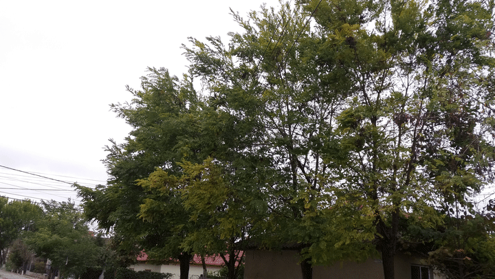 tree