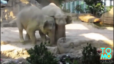 Baby elephant falls, is saved by parents in adorable act caught on video at Zurich zoo