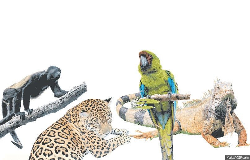 especies animales