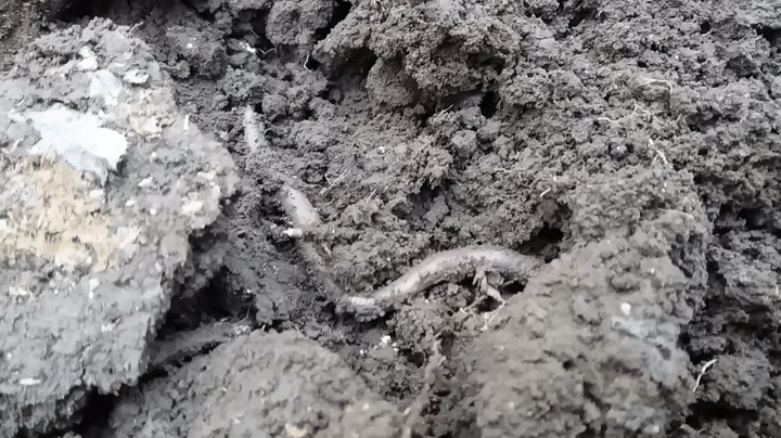 Rain Worm