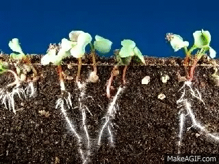 Time lapse radish seeds sprouting, top and roots growing on Make a GIF