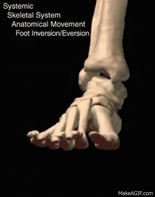 Foot Inversion and Eversion