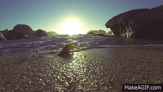 Snorkeling in Cape town