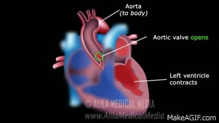 The Pathway of Blood Flow Through the Heart Animated Tutorial