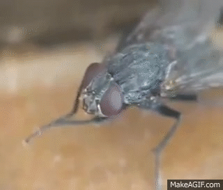 qvOhu8.gif