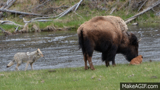 Bison protects calf from coyote