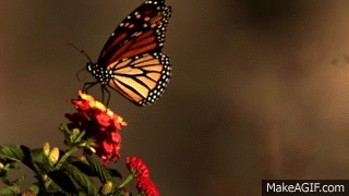 Butterfly Flying in Slow Motion on Make a GIF
