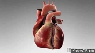 3D Medical Animation - What is a Heart Attack? on Make a GIF