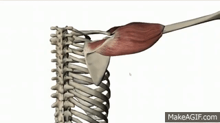 Glenohumeral Joint Abduction, Adduction, and Rotator Cuff