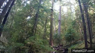 _1X_HZ.gif