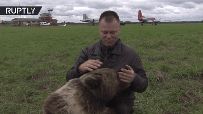 Meanwhile in Russia: Bear cub lives at airfield
