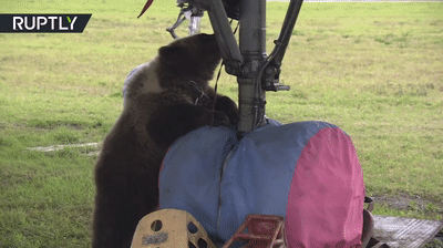 Meanwhile in Russia: Bear cub lives at airfield