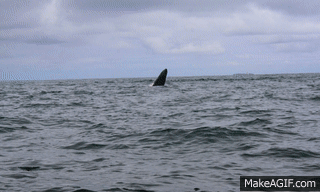 Ballenas en el Pacífico