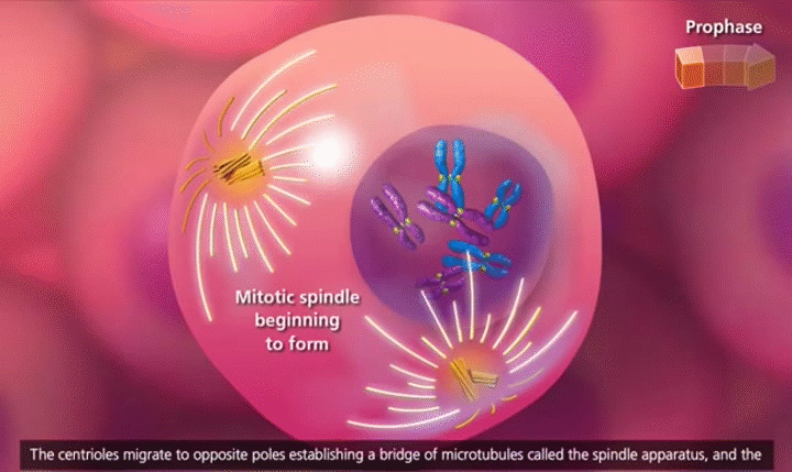 Prophase - Mitosis (part 3) on Make a GIF