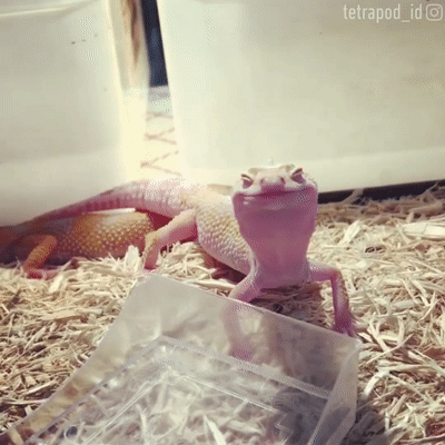 Remind your friends to drink water 💦 By tetrapod_id | IG on Make a GIF