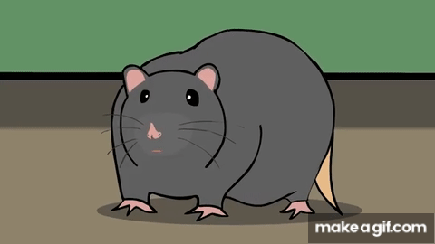 Li Rong Rong Gif Rong Rong Rat on Make a GIF