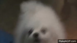 Dog Meme Compilation V2 Gabe The Dog Forsen Cancer Music On Make A Gif