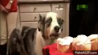 cupcake dog gif