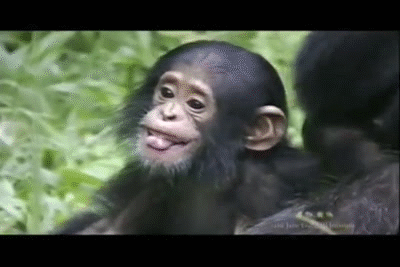 Happy Baby Chimpanzee on Make a GIF