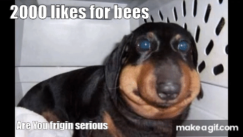 Bee Dog Dog Bee GIF - Bee Dog Dog Bee Dogs - Discover & Share GIFs