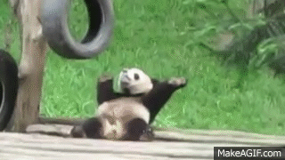 cute panda gif