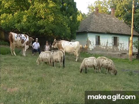 Ringeraja- dabogda se potamanili on Make a GIF