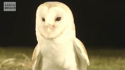barn owl gif animated