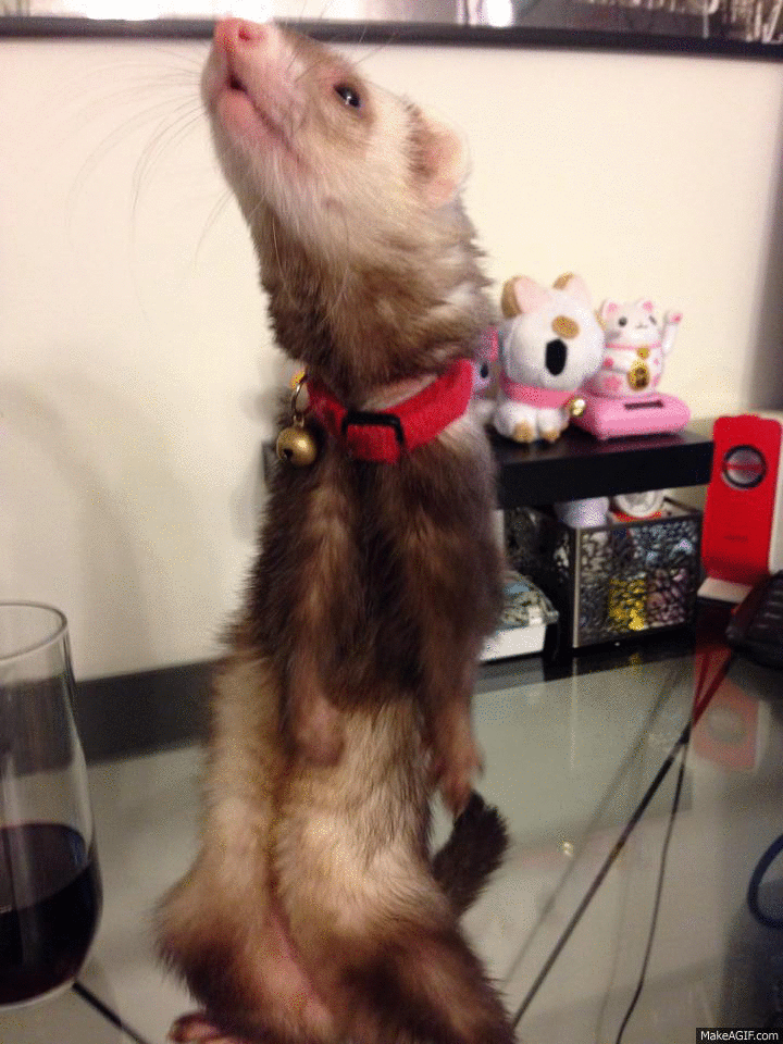 Dancing Ferret on Make a GIF