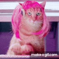Kitty-gifs GIFs - Find & Share on GIPHY