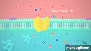The Nervous System, Part 2 - Action! Potential!: Crash Course Anatomy ...