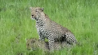 Funny Animal - Animal Mating Best Moment Compilation 2015 - Animals Mating  2015 on Make a GIF