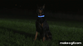 LED dog collar on Make a GIF