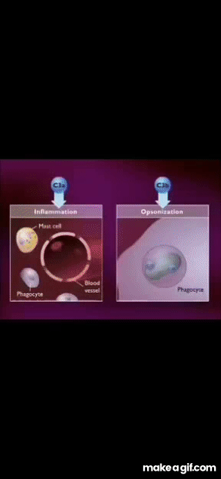 Micro on Make a GIF