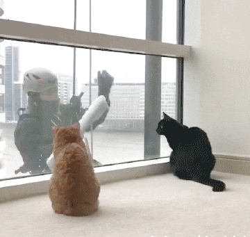 catgifcentral: Window Cleaner on Make a GIF