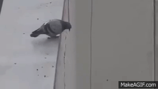 vlsztM.gif