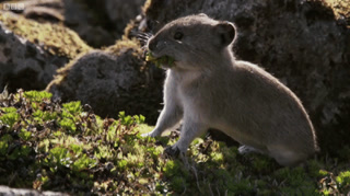 How the Collared Pika Prepares For Winter, Wild Alaska