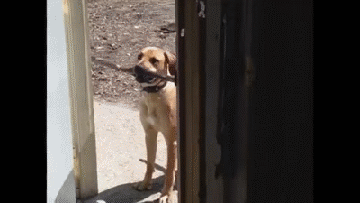 Dog's Stick is Too Big to Fit through the Door on Make a GIF