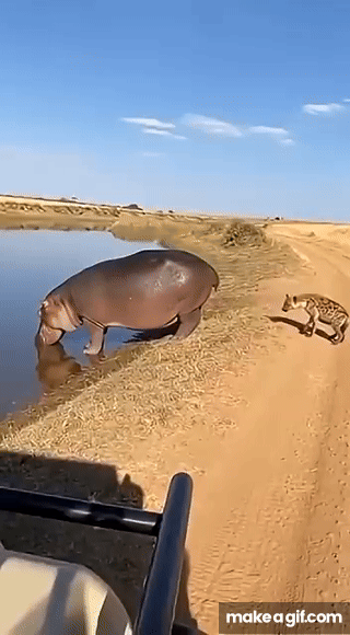 Hippo Farts on Hyena! 🦛💨 | 하마의 강력한 방귀 공격 | カバの強烈なオナラ攻撃 on Make a GIF