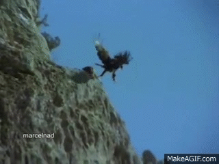Golden Eagle Dragging Mountains Goats Off Cliffs On Make A Gif