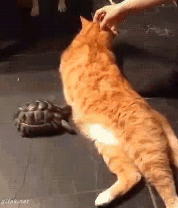 Catgifcentral Get Off Of My Way Cat Cat Gif Central Is A On Make A Gif
