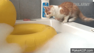 Funny Cats Gifs Compilation #1 — Steemit