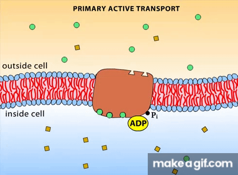 active transport animation gif