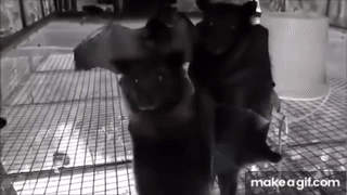 tRYZI_.gif