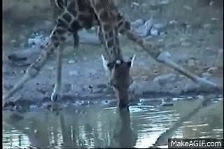 Giraffe Drinking Water on Make a GIF