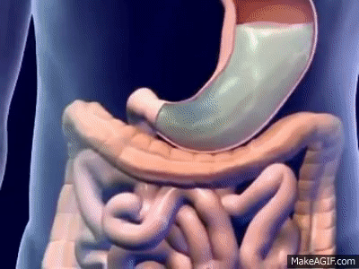 digestive system animation gif
