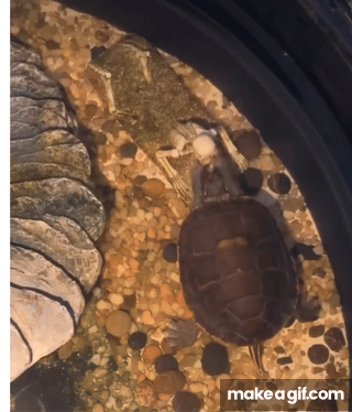 Turtle Shell Up Gif Cheer up turtle on Make a GIF