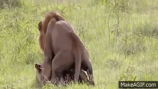 LION MATING A LIONESS -amazing animal mating video on Make a GIF.
