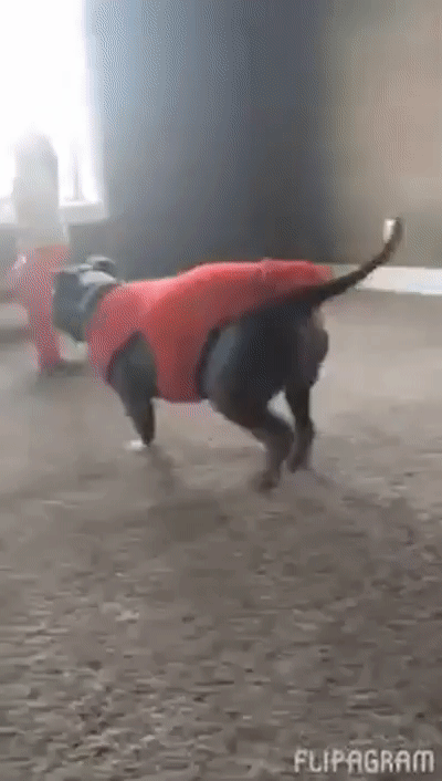 dog does cartwheel dog does cartwheel